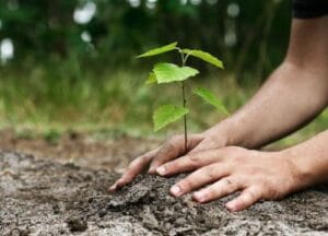 درختکاری یکی از اصلی ترین فعالیت های نذر طبیعت