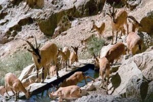ایجاد آبشخور